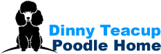 Dinny Teacup Poodle Home