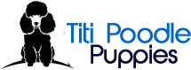 Titi Poodle Puppies